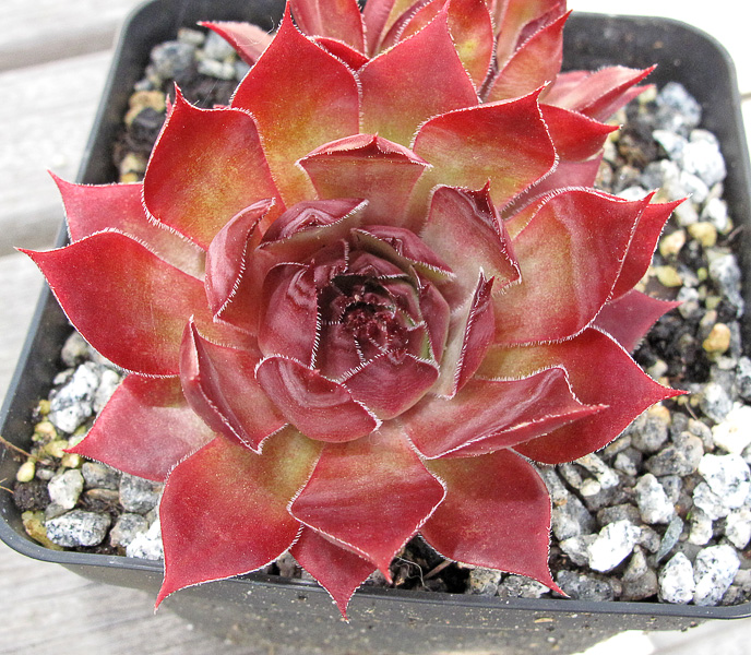 Glowing Embers ( II )