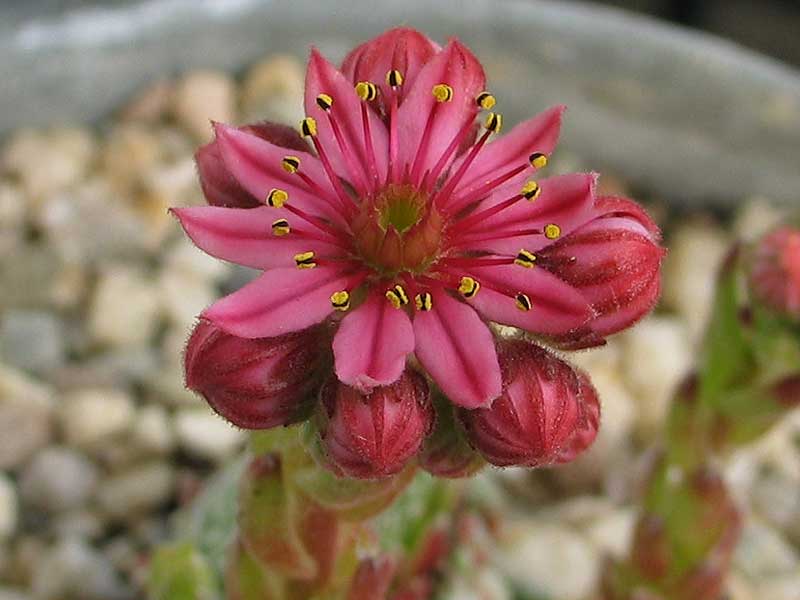 Sargentii
