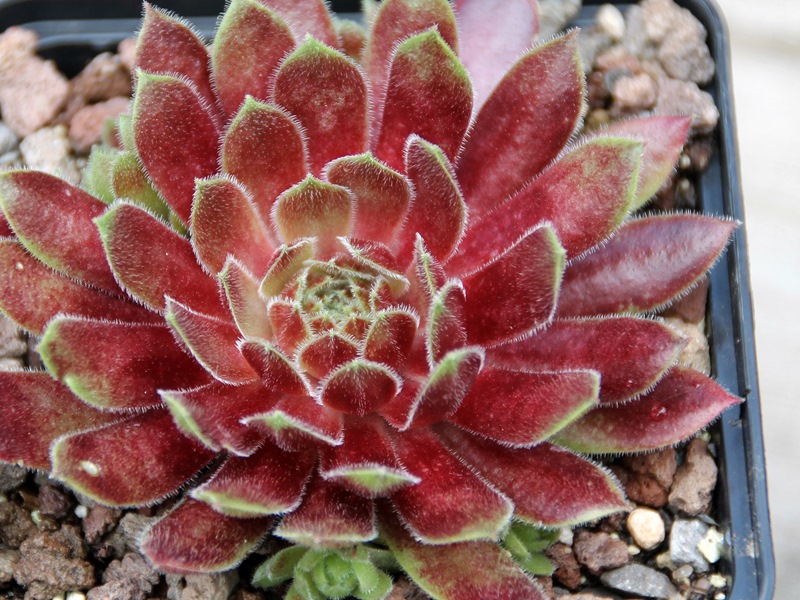Summer Symphony