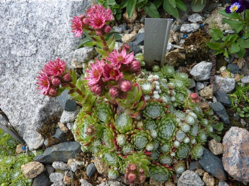 Sargentii