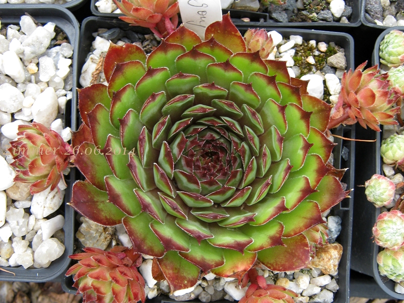 Graugong