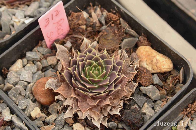 Raspberry Swirl / Jovi