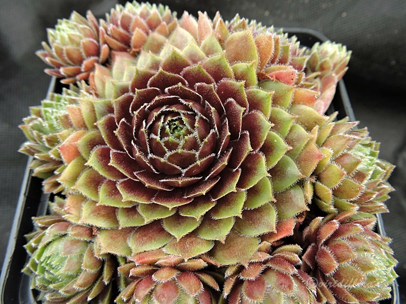 Summer Symphony