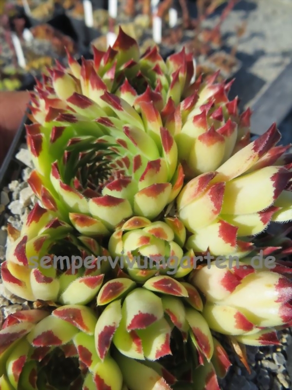 Sir William Lawrence