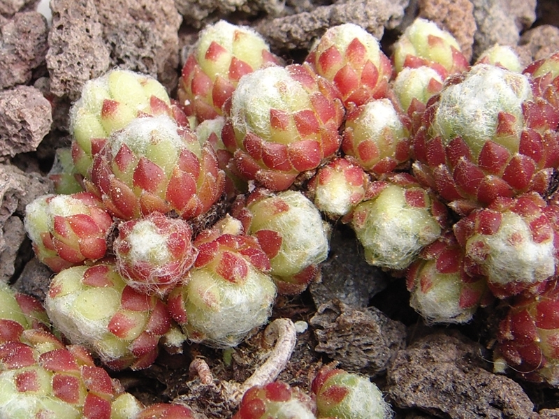 Sargentii