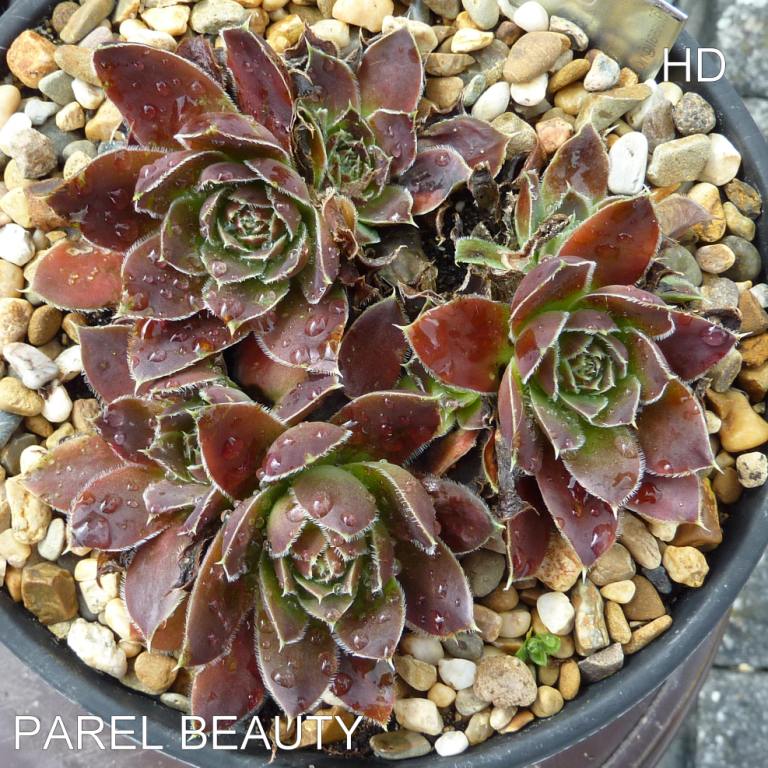 Parel Beauty / Jovi