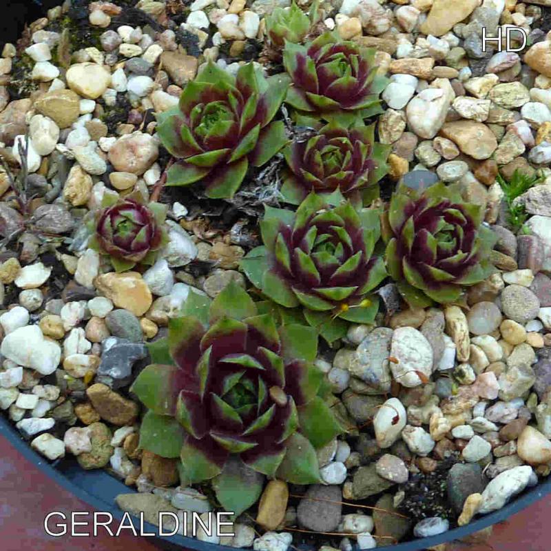 Geraldine