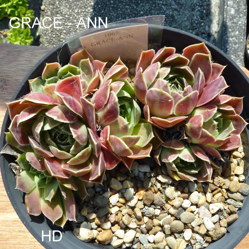 Grace-Ann / Jovi