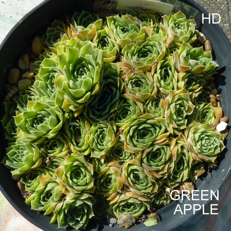 Green Appel / Jovi