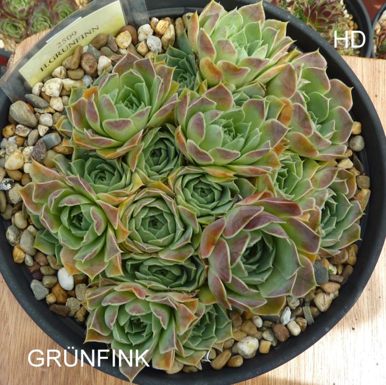 Grünfink / Jovi