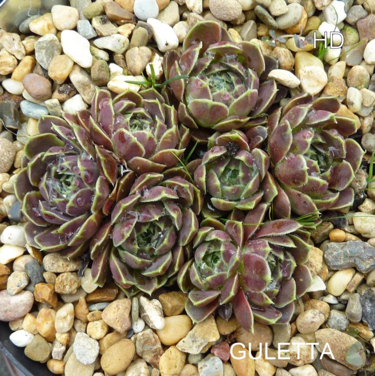 Guletta / Jovi