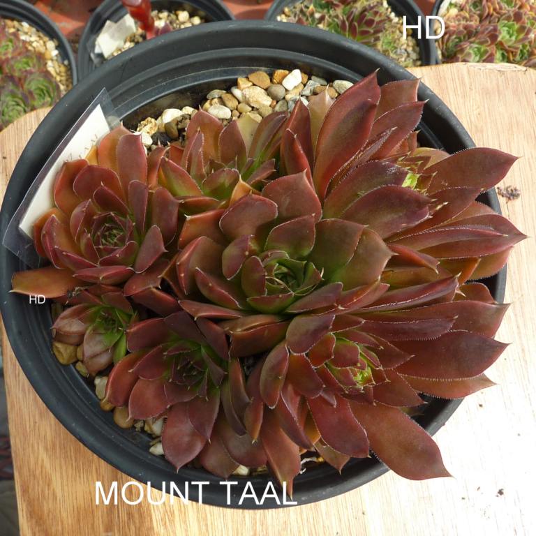 Mount Taal / Jovi