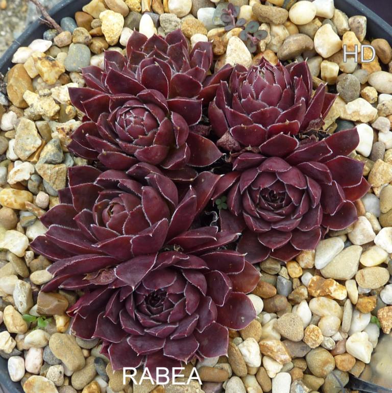 Rabea / Jovi