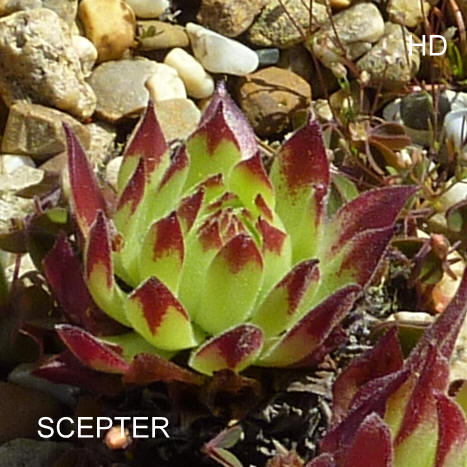 Scepter