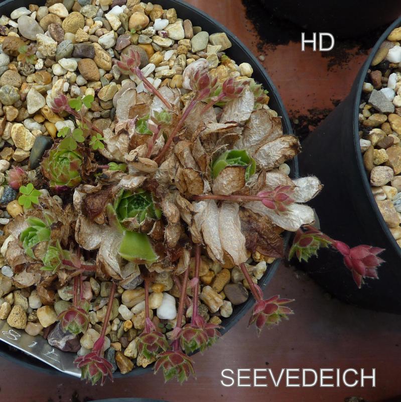 Seevedeich