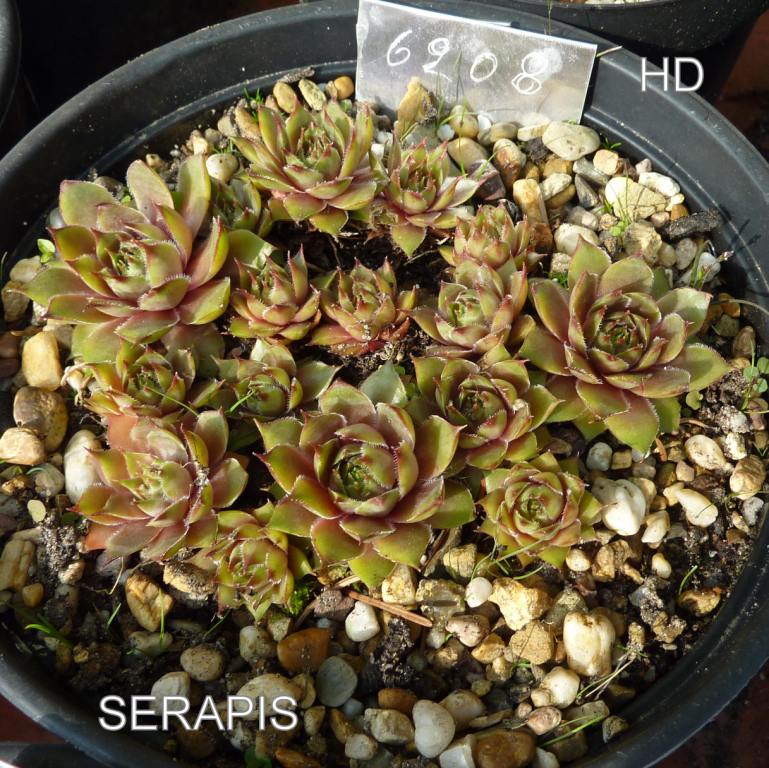 Serapis