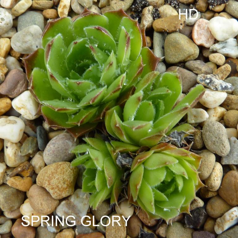 Spring Glory / Jovi