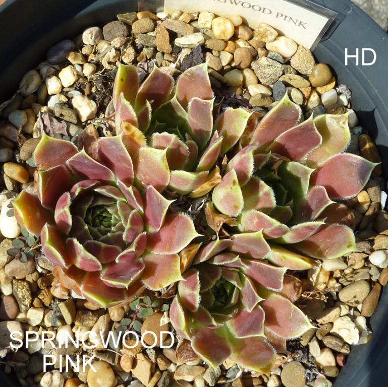 Springwood Pink / Jovi