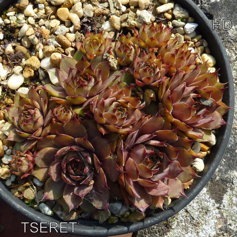 Tseret