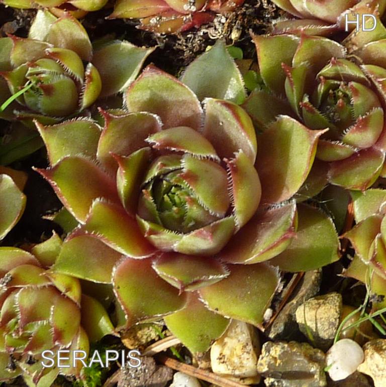 Serapis