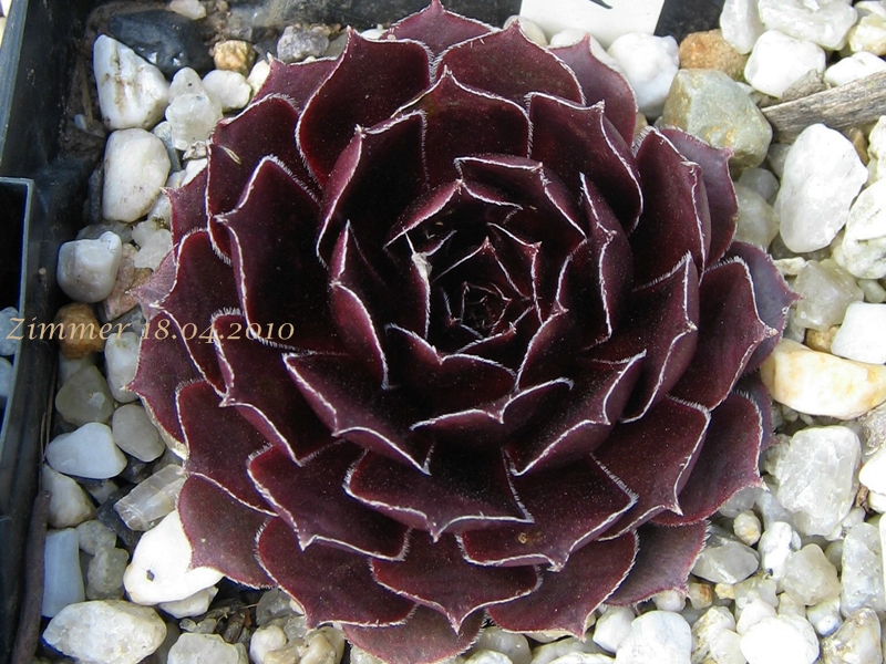 Pacific Fancy