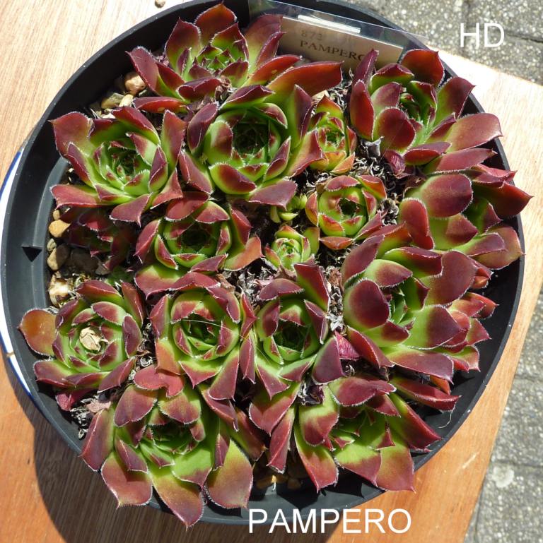 Pampero / Jovi
