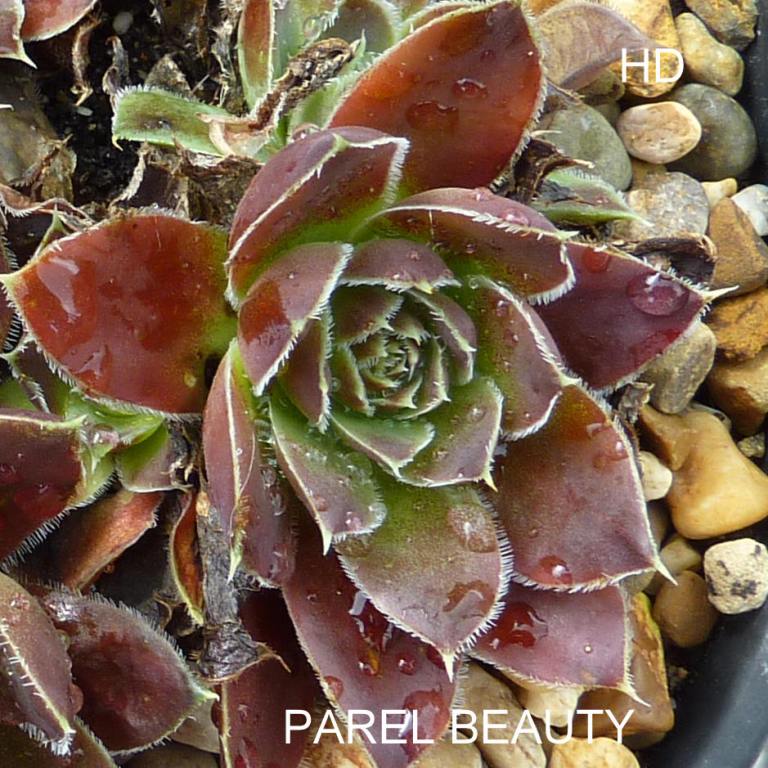 Parel Beauty / Jovi