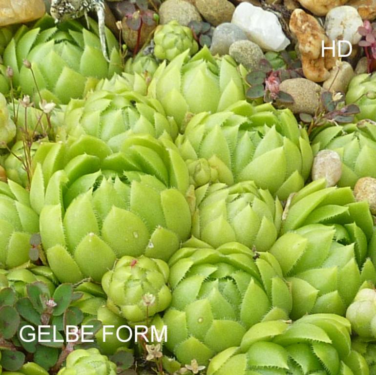 Gelbe Form / Jovi