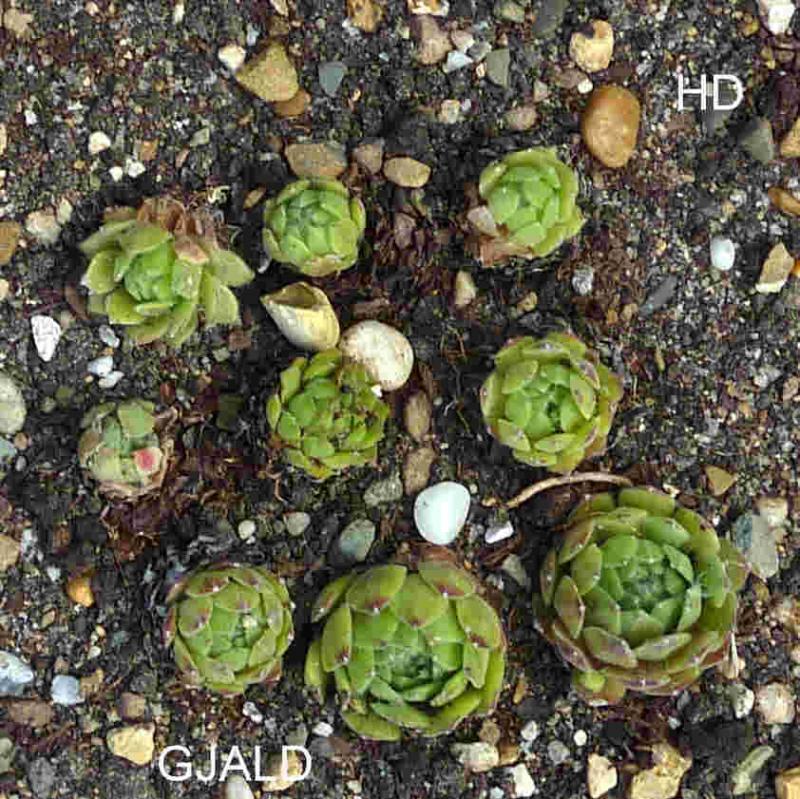 Gjald