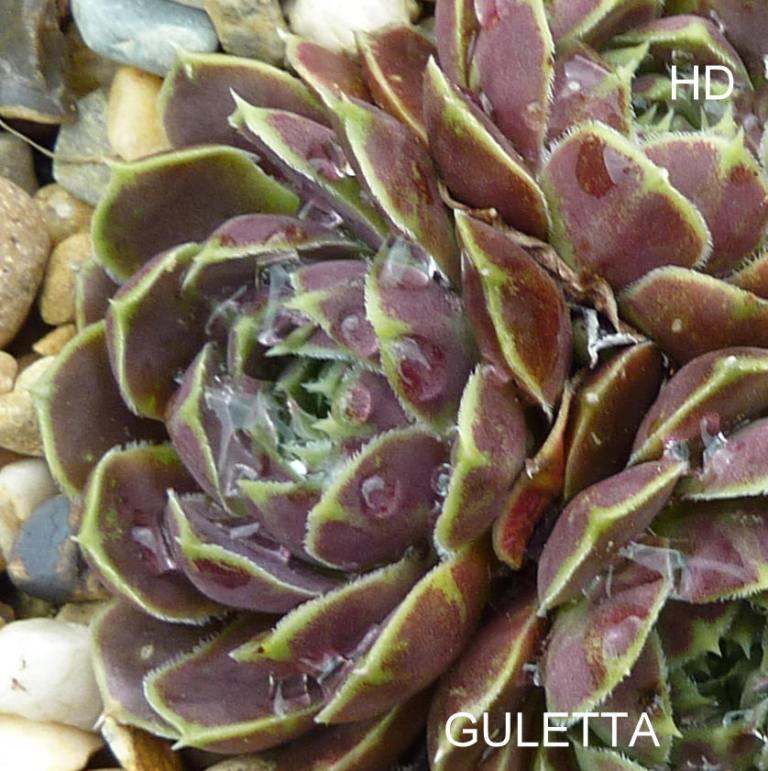 Guletta / Jovi