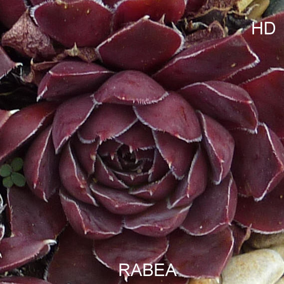 Rabea / Jovi