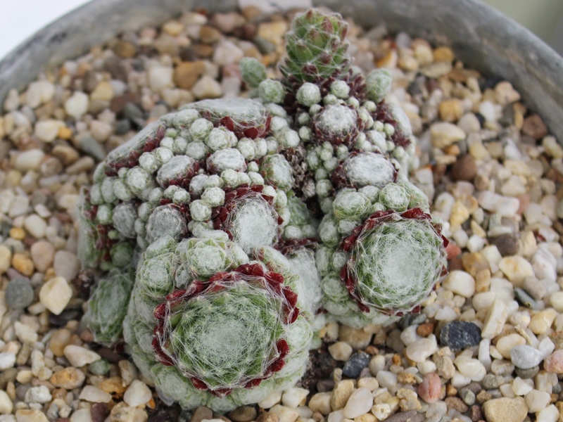 Sargentii