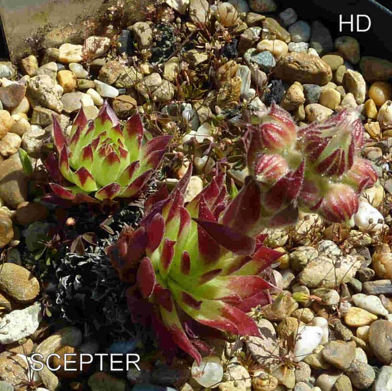 Scepter