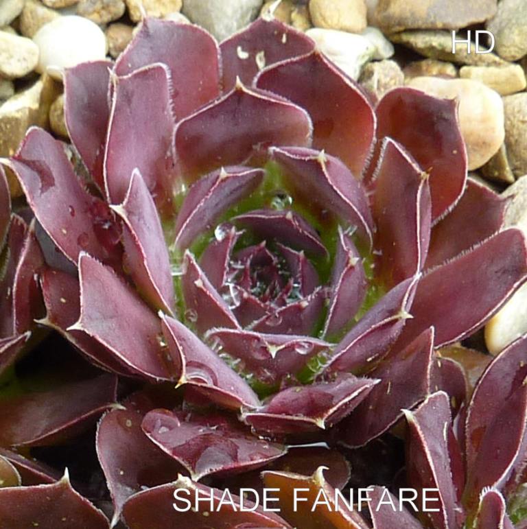 Shade Fanfare / Jovi
