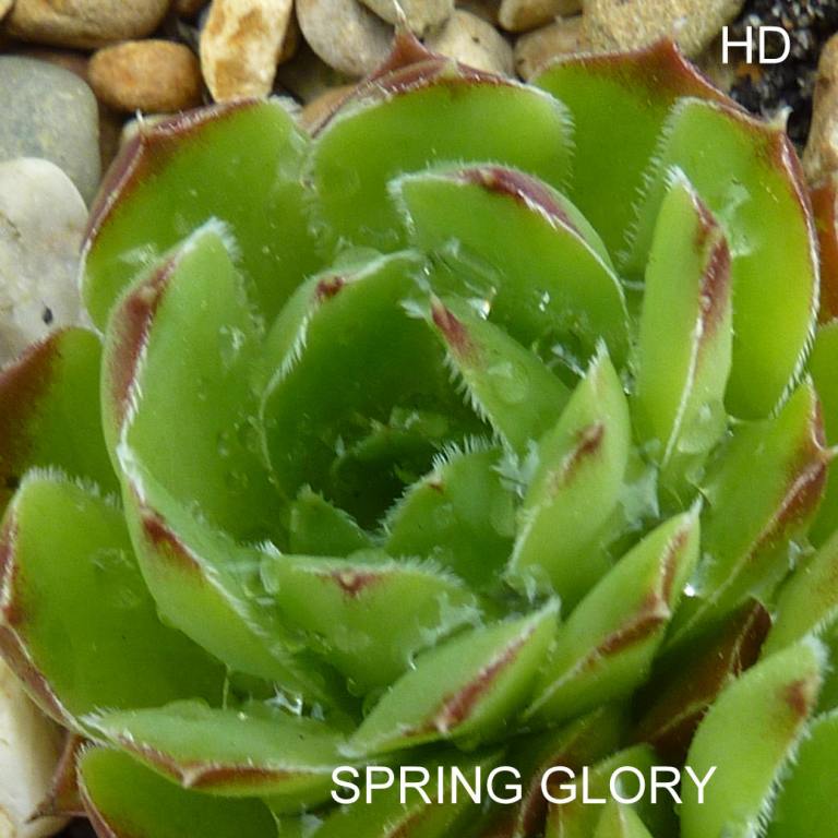 Spring Glory / Jovi