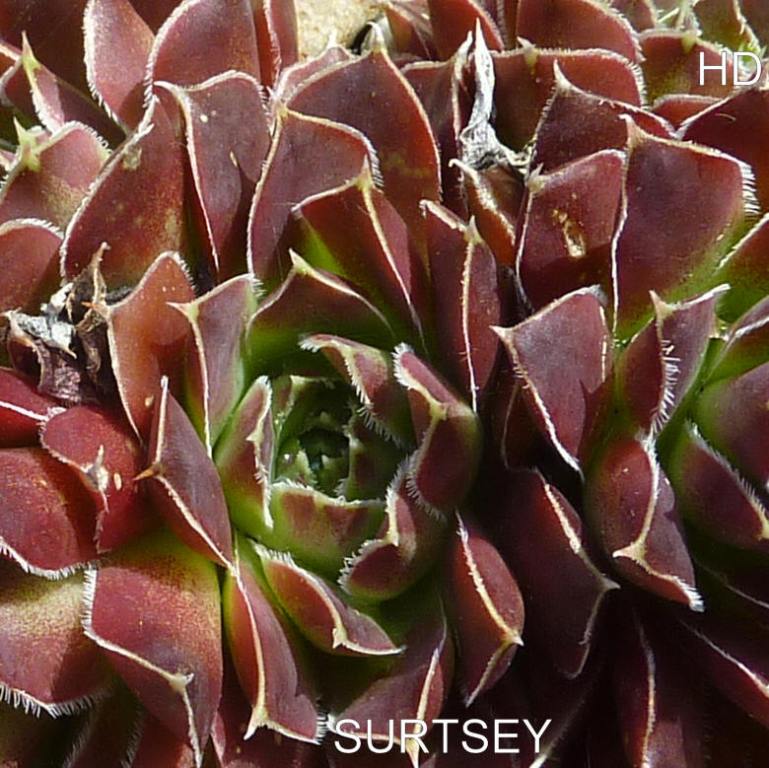 Surtsey / Jovi