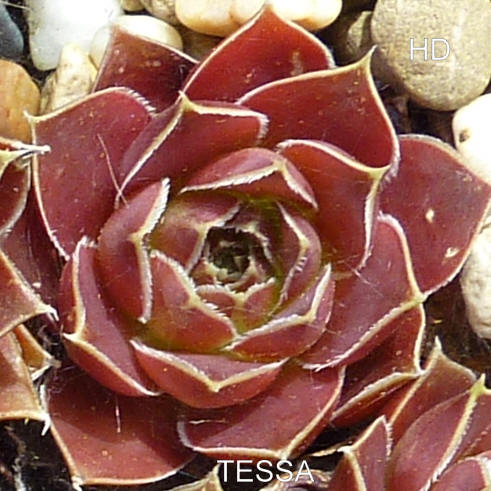 Tessa / Jovi