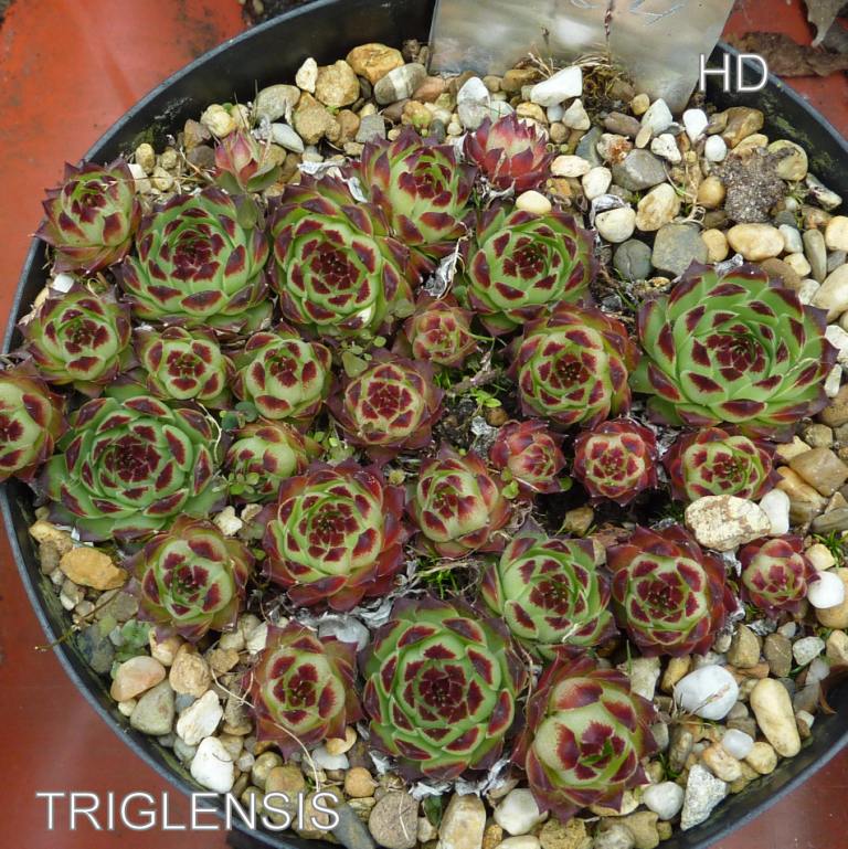Triglensis