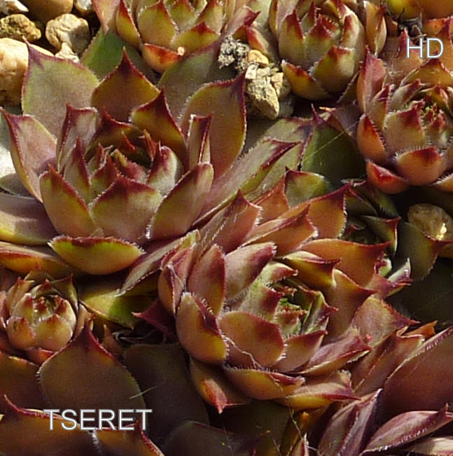 Tseret