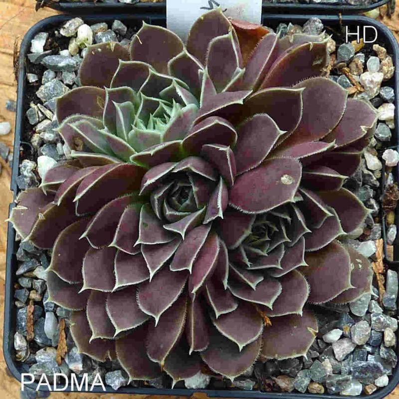 Padma / Jovi
