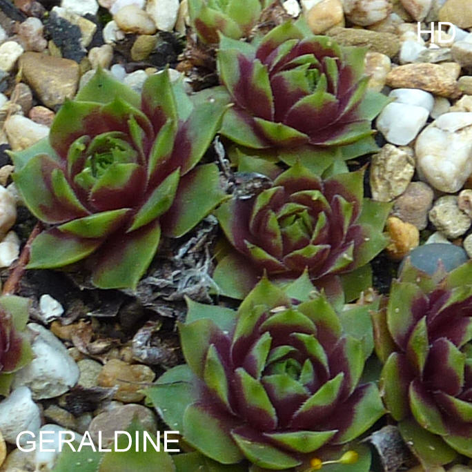 Geraldine