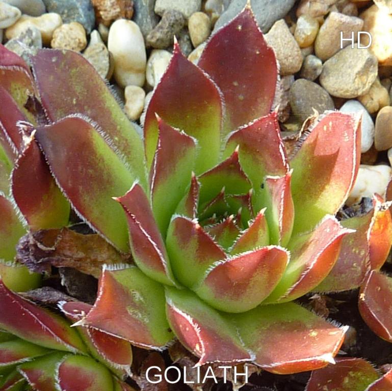 Goliath / Jovi