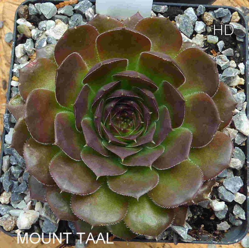Mount Taal / Jovi