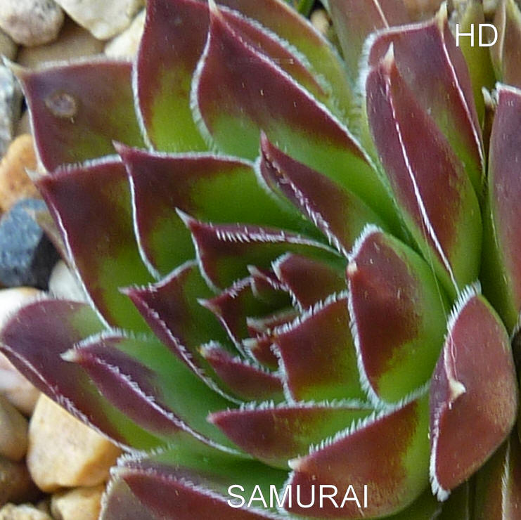 Samurai / Jovi