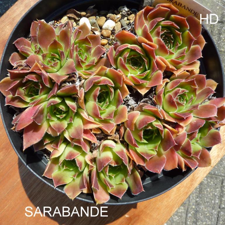 Sarabande / Jovi