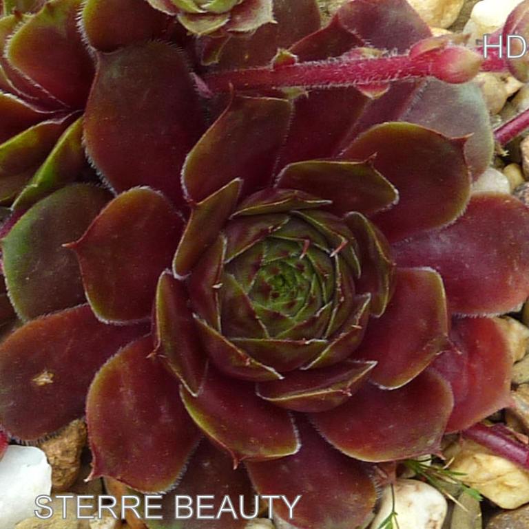Sterre Beauty