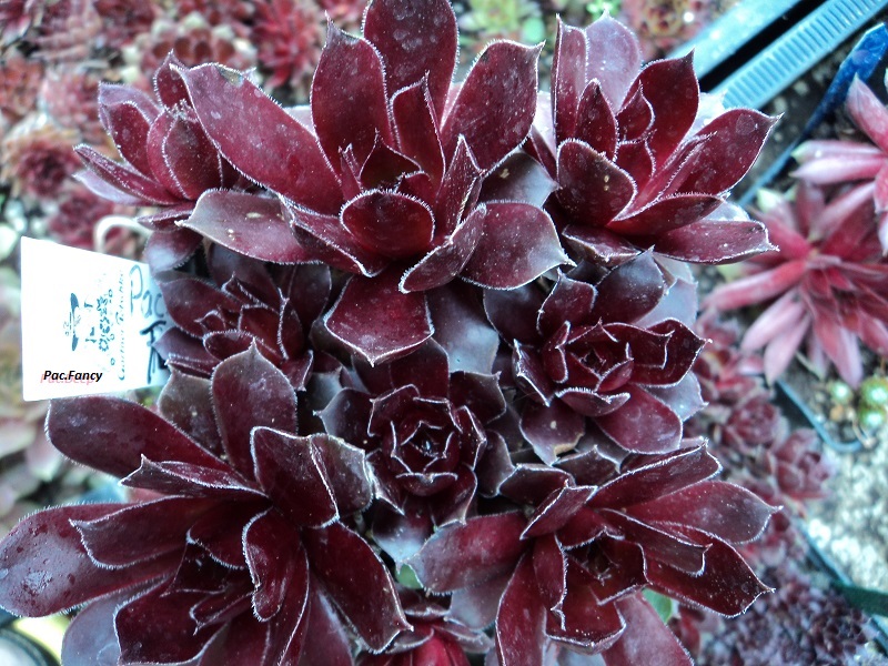 Pacific Fancy