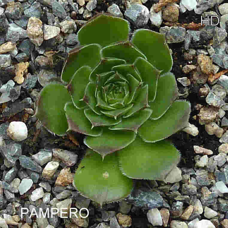 Pampero / Jovi