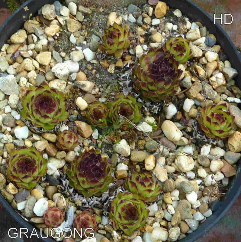Graugong