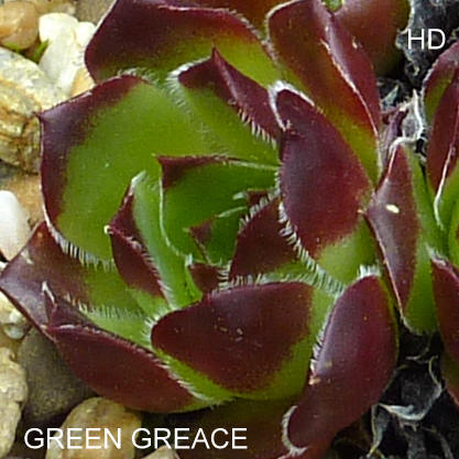 Green Greace / Jovi